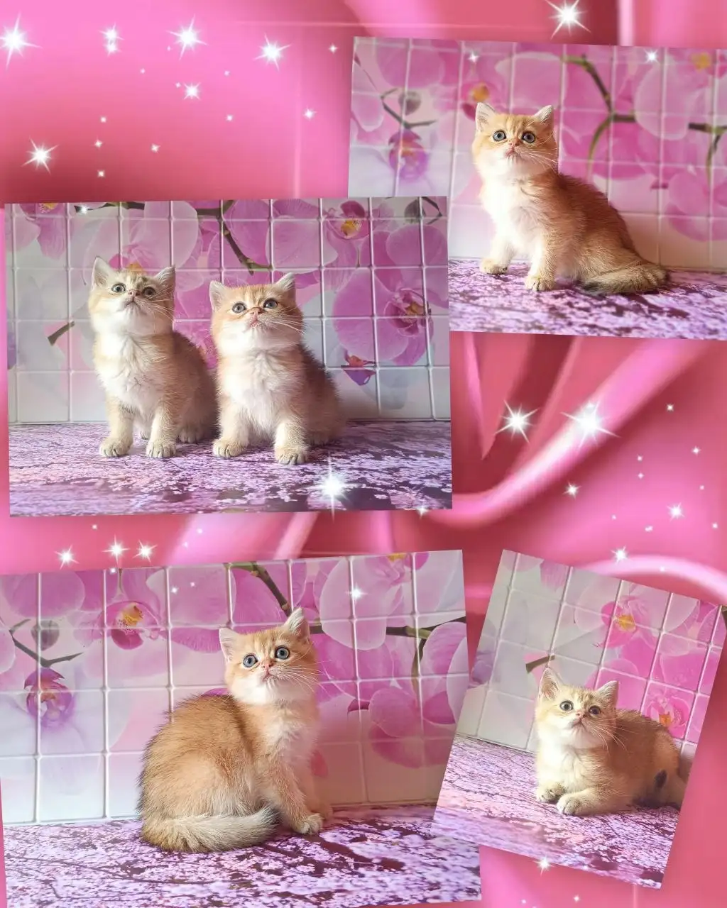 Продажа британских котят - Кошки (Животные) в Краснодар
