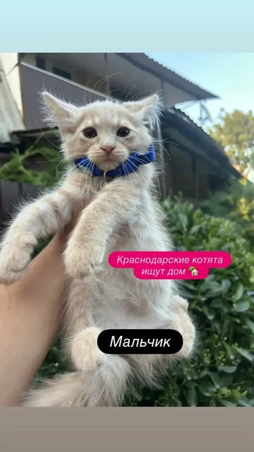 Ищут дом спасённые котята в Краснодаре - Домашние питомцы в Краснодар