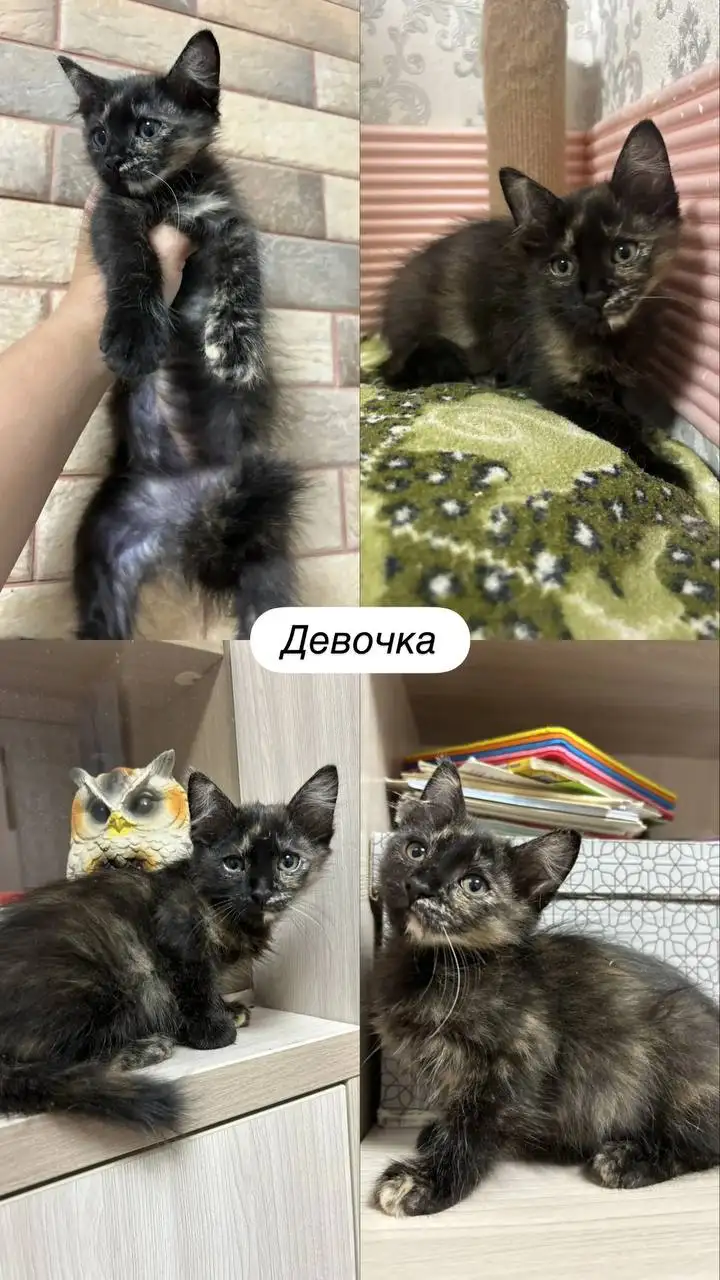 Ищут дом спасённые котята в Краснодаре - Кошки (Животные) в Краснодар