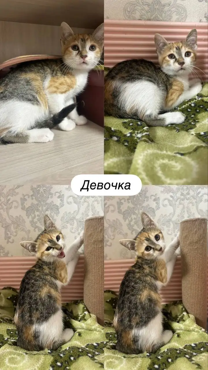 Ищут дом спасённые котята в Краснодаре - Кошки (Животные) в Краснодар