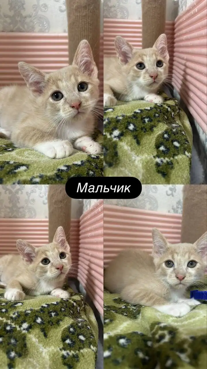 Ищут дом спасённые котята в Краснодаре - Кошки (Животные) в Краснодар