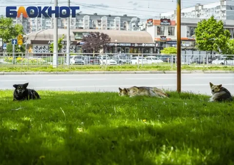 В парках Краснодара проведут плановый отлов бездомных собак - частное объявление в Краснодар