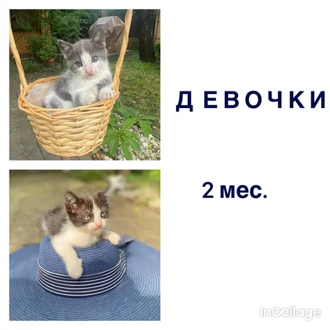 Две очаровательные котята ищут дом - Благотворительность в Краснодар