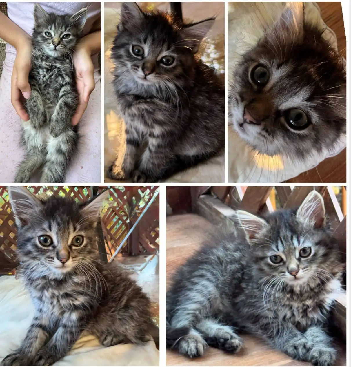 Кошечка в добрые руки - Кошки (Животные) в Краснодар