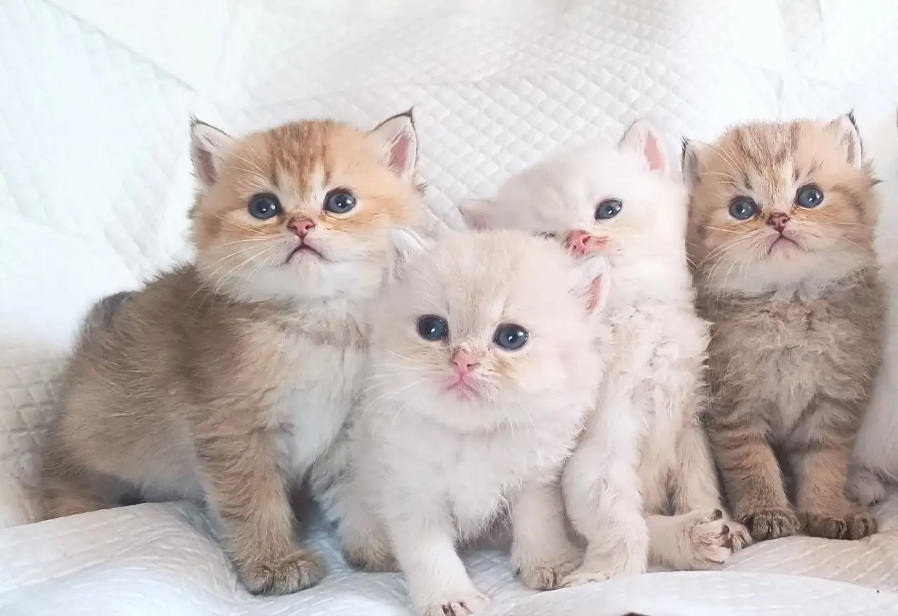 Продажа породистых британских котят - Кошки (Животные) в Краснодар