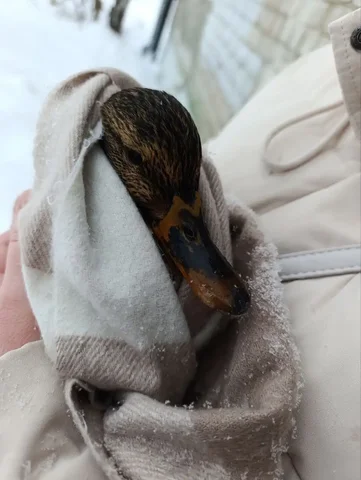 Аренда квартиры в Московском районе Казани - Снять в Казань