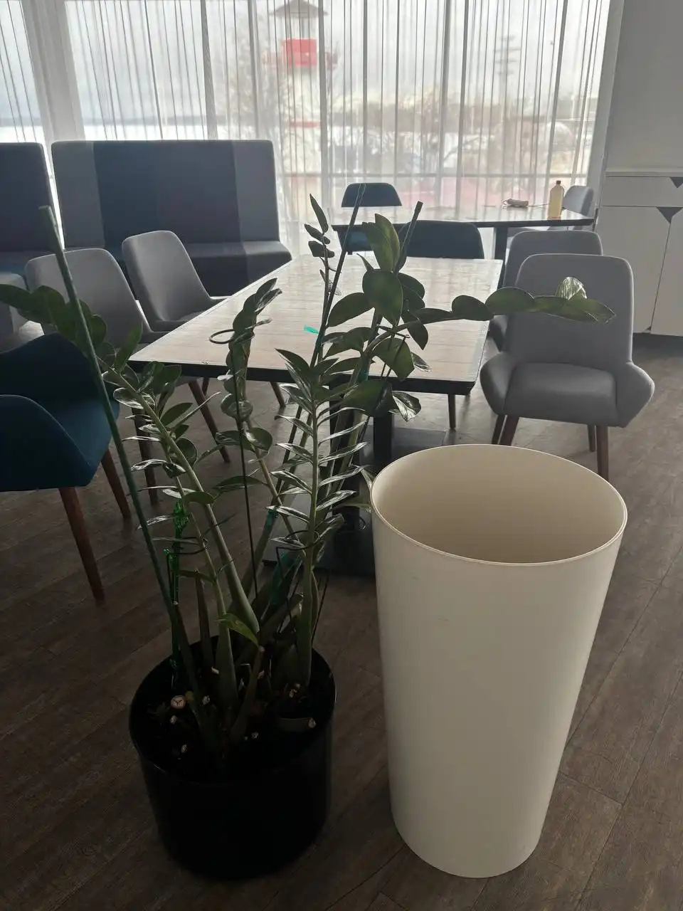 Продам замиокулькас с кашпо