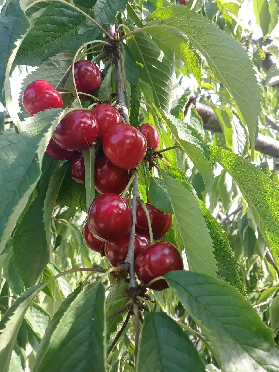 Продажа молодого сада черешни 0,5 га - Земельные участки (Недвижимость) в Кирилловка