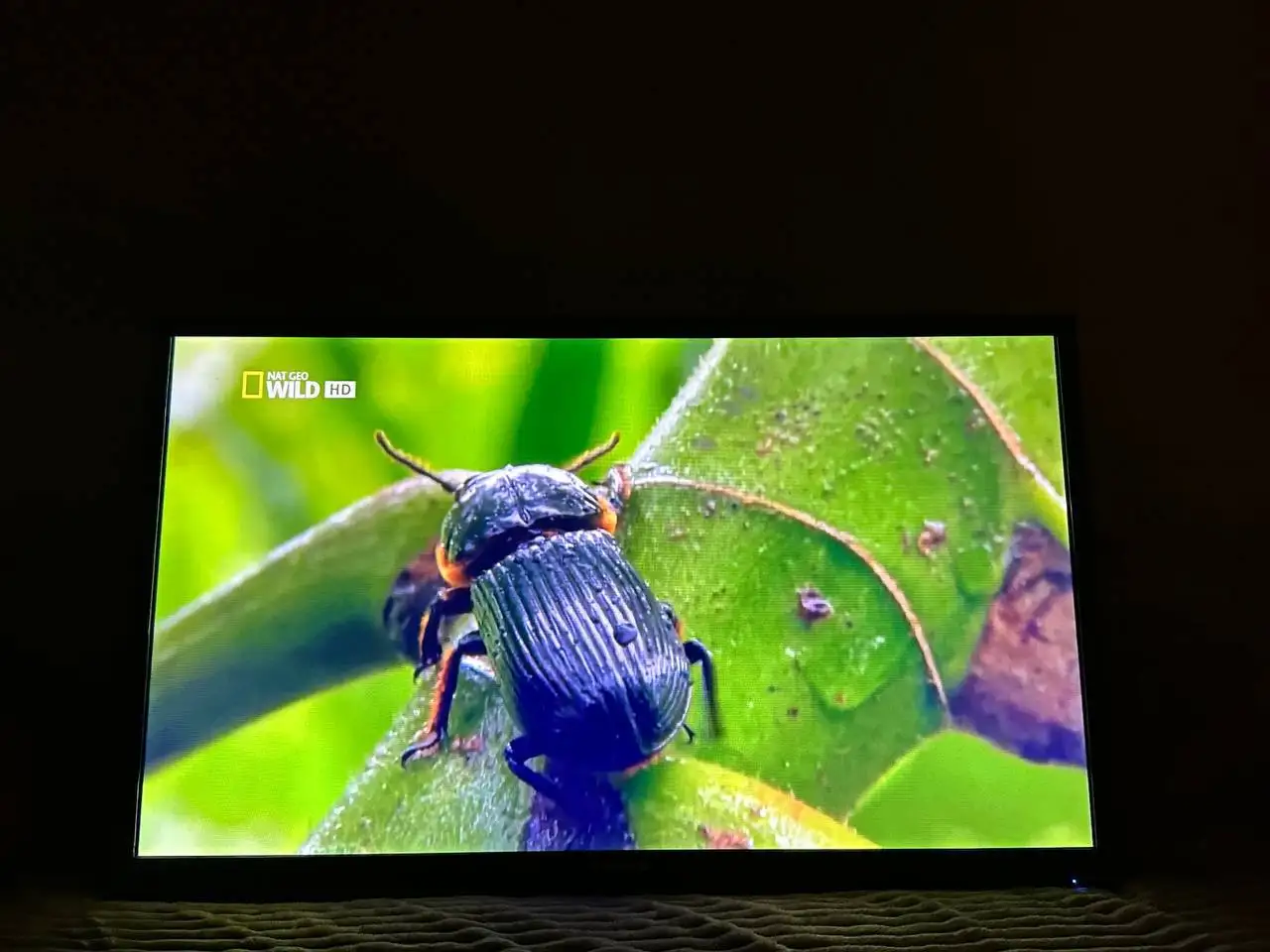 Телевизор Philips 42 дюйма на кронштейне - Телевизоры (Электроника) в Балашиха
