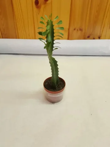 Эйфория комнатные растения - Хобби и отдых в Оренбург