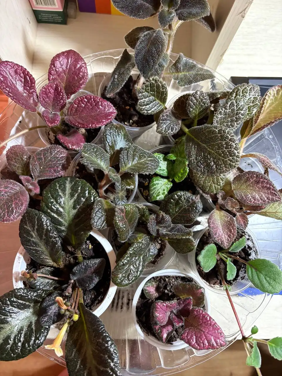 Набор эписций 11 сортов