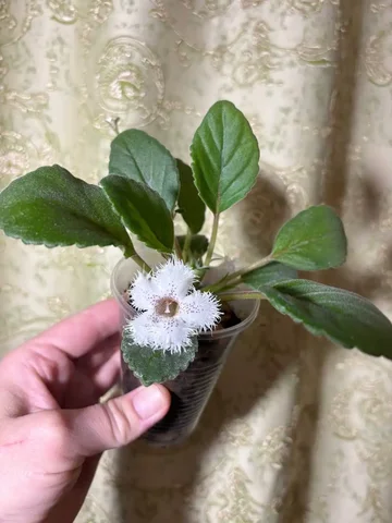 Эписция и Альсобия комнатные растения - Хобби и отдых в Оренбург