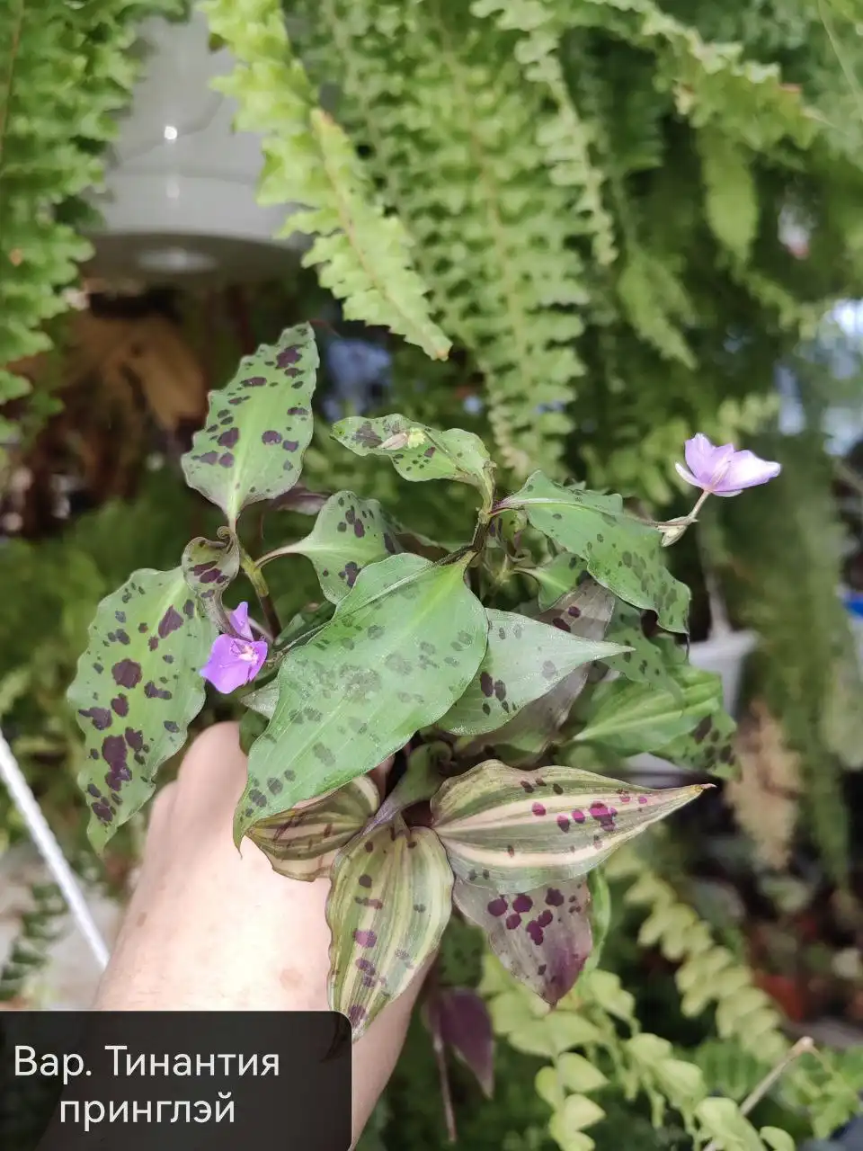 Комнатные растения в Оренбурге