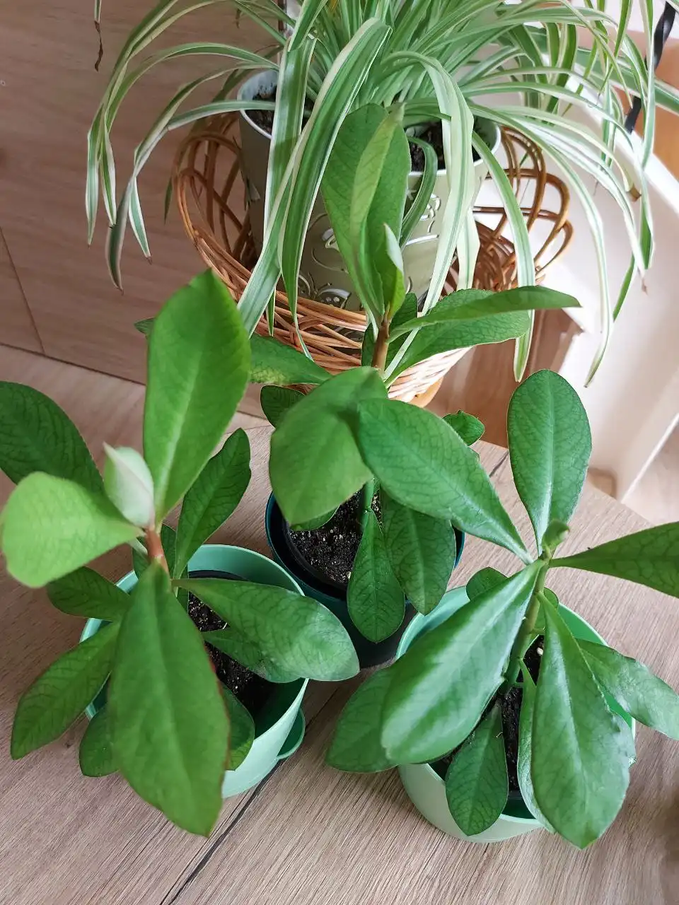 Синадениум Гранта (Дерево любви)