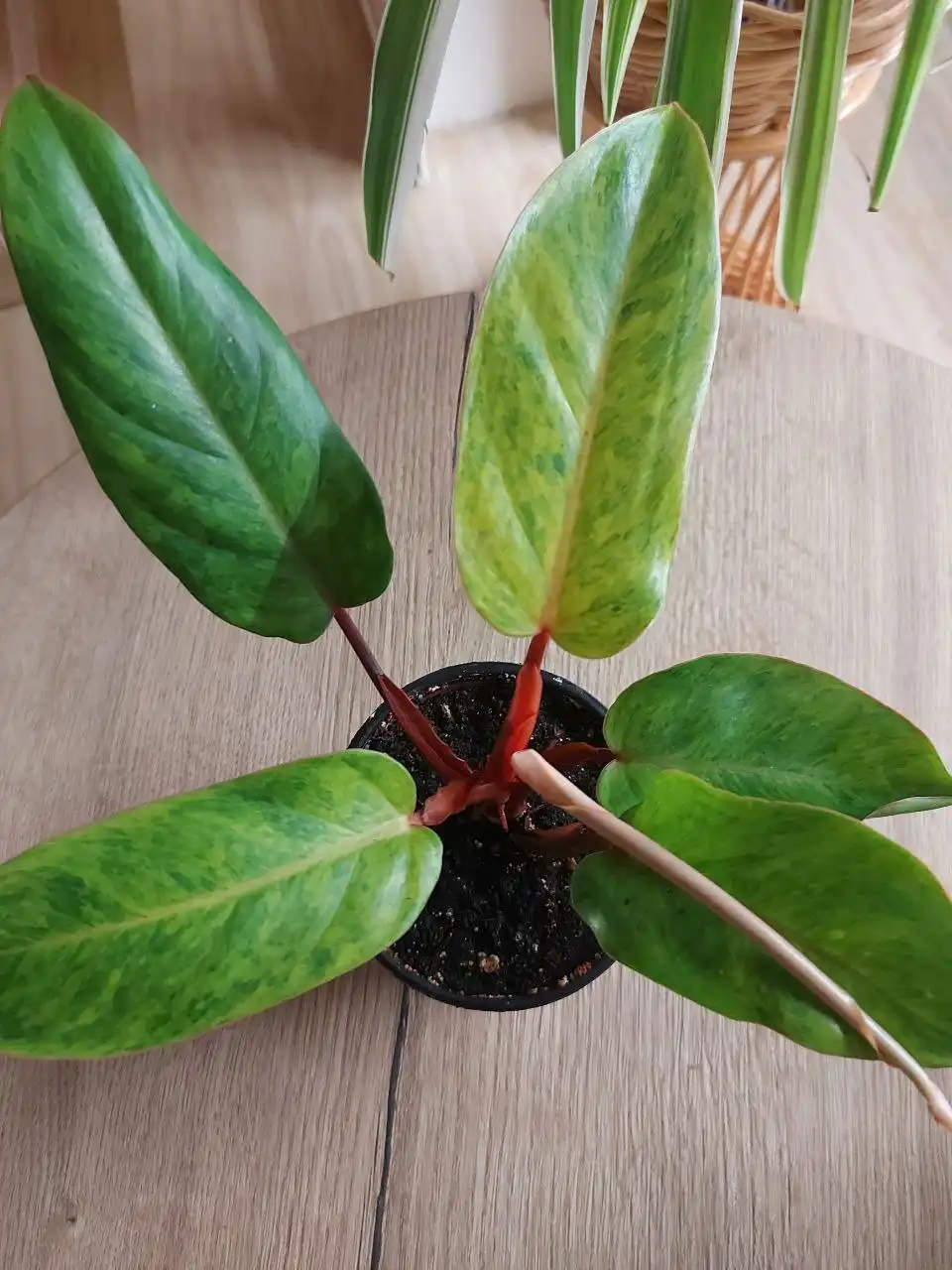 Продам филодендрон Медуза