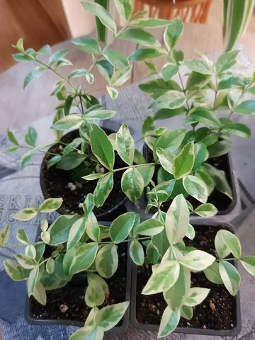 Продажа саженцев мирта вариегатного в Оренбурге - Хобби и отдых в Оренбург