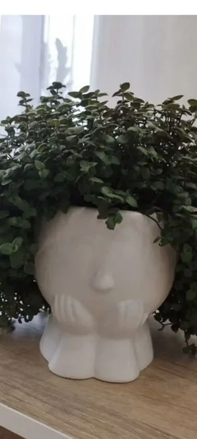 Продажа саженцев каллизии - Хобби и отдых в Оренбург