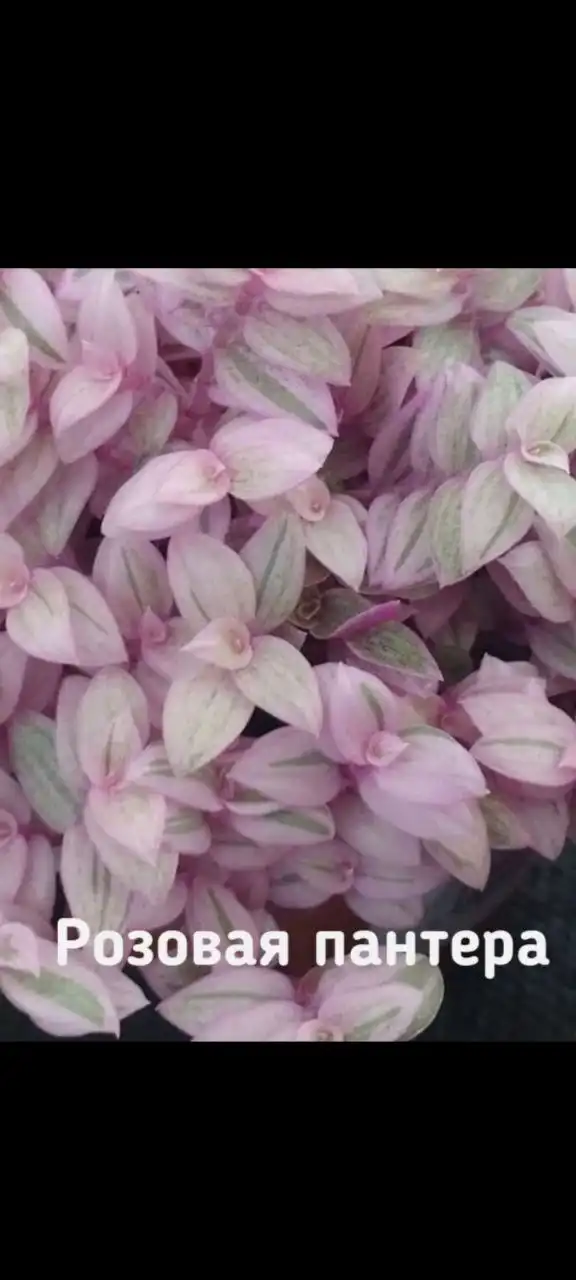 Продажа саженцев каллизии