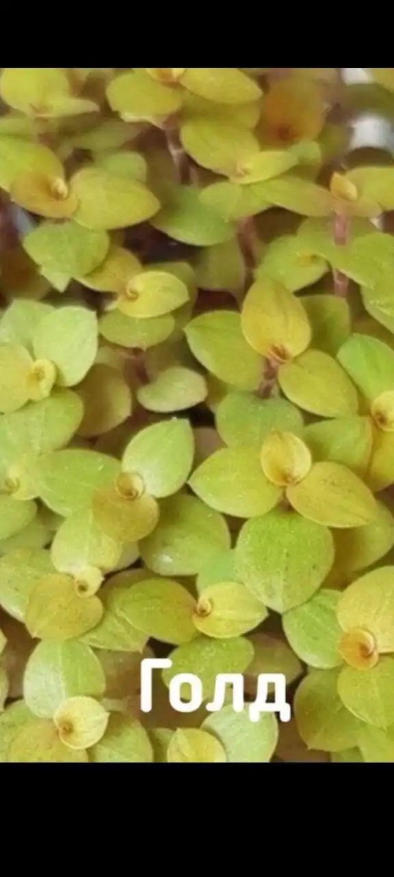 Продажа саженцев каллизии