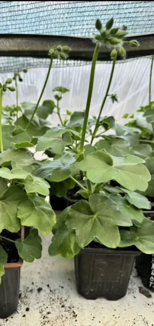 Саженцы плющелистной пеларгонии в Оренбурге - Хобби и отдых в Оренбург