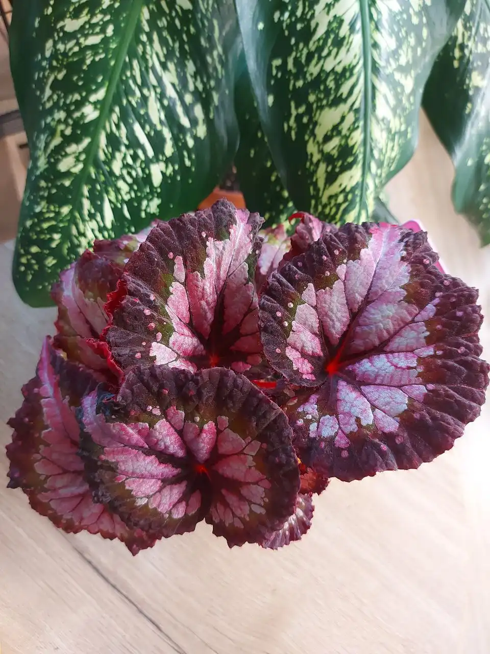 Продается бегония декоративно лиственная