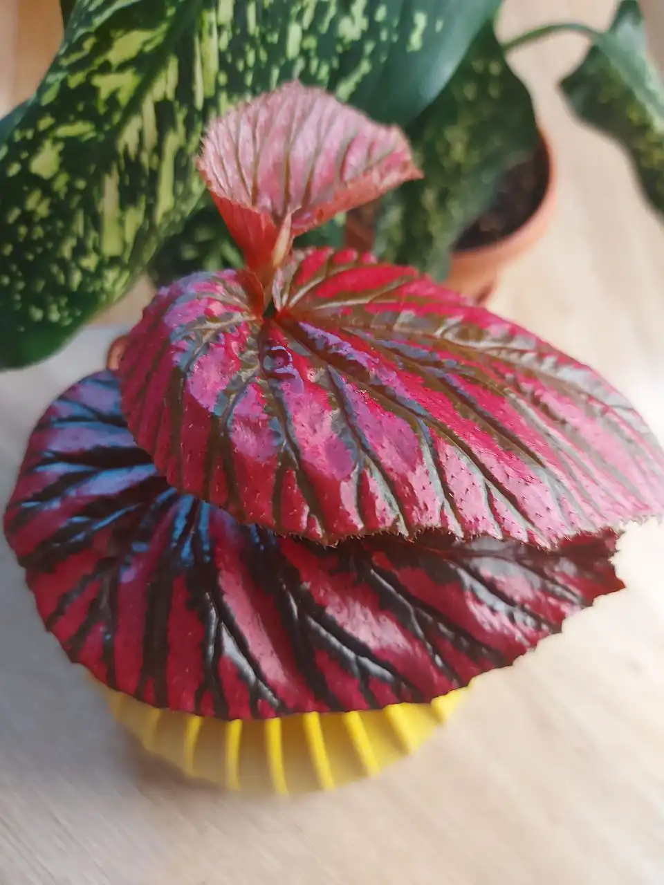 Продажа саженцев бегонии декоративно лиственной