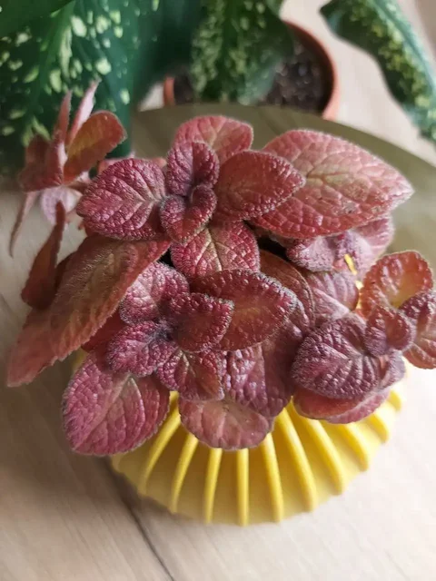 Продажа саженцев эписции - Хобби и отдых в Оренбург