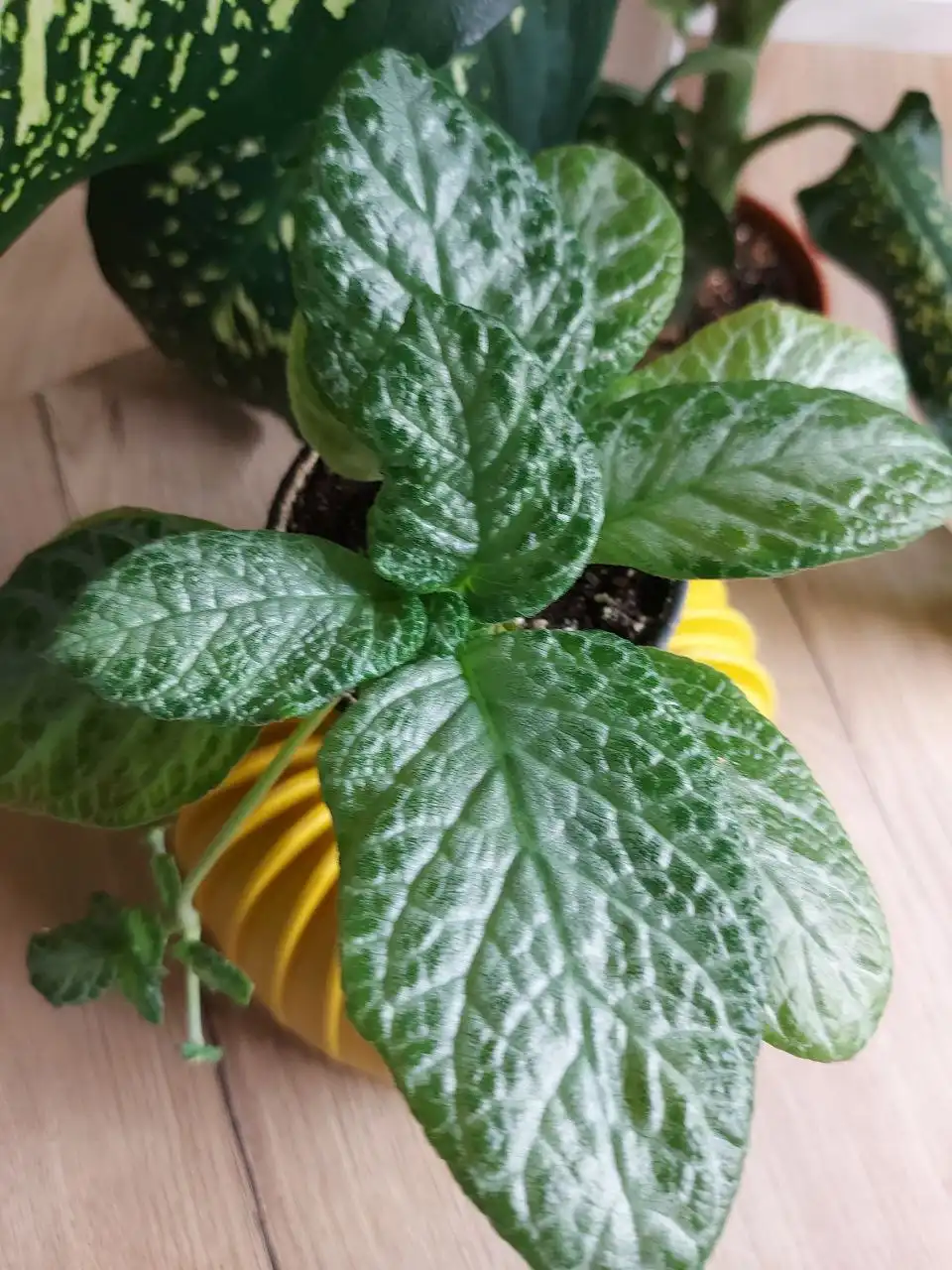 Продажа саженцев эписции