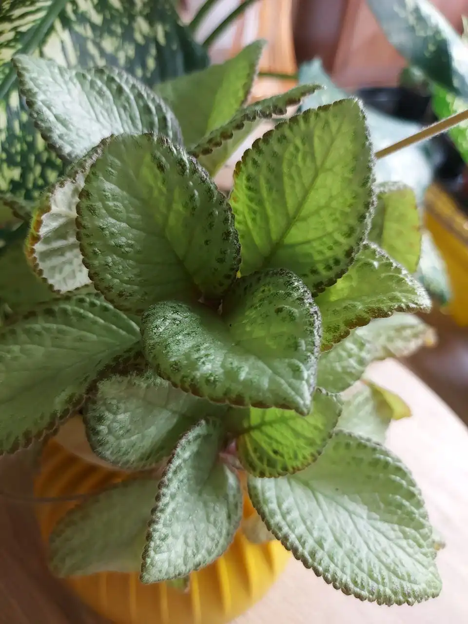 Продажа саженцев эписции