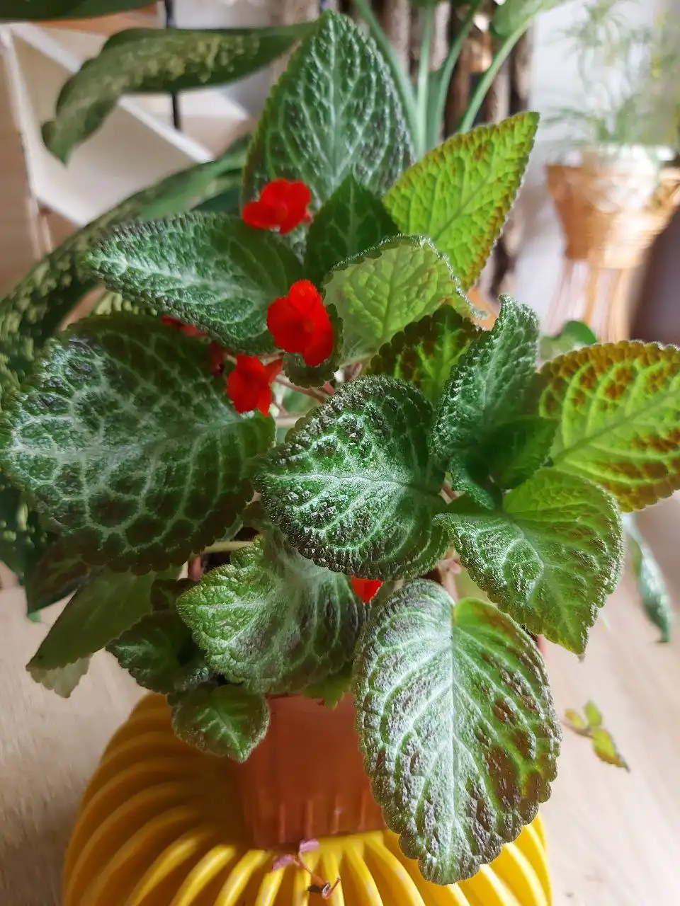 Продажа саженцев эписции