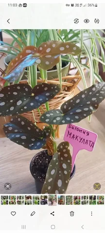 Продажа бегонии комнатной - Для дома и дачи в Оренбург