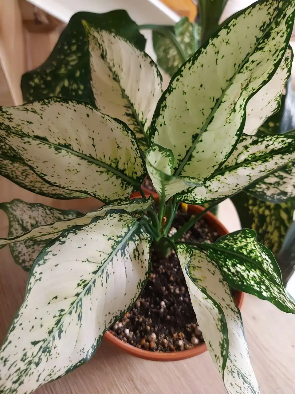 Продажа саженцев аглоанемы вайт киви