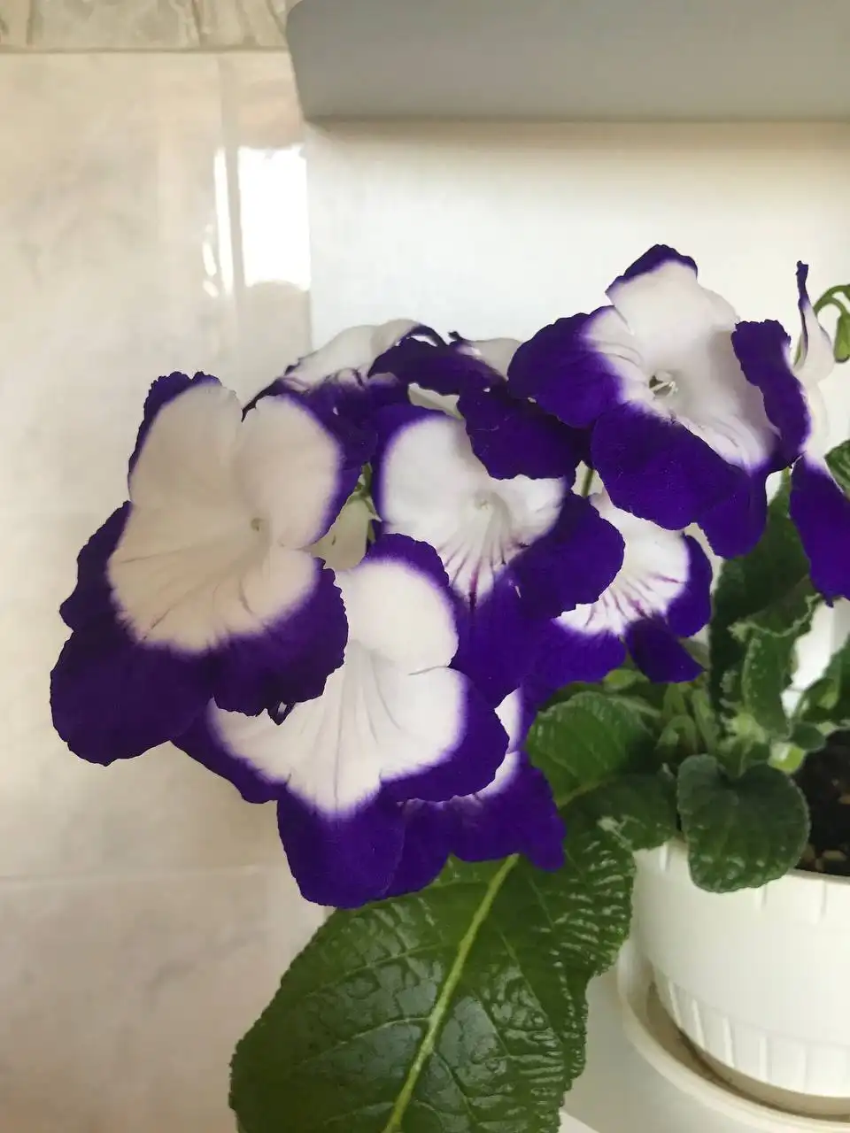 Стрептокарпусы в Оренбурге