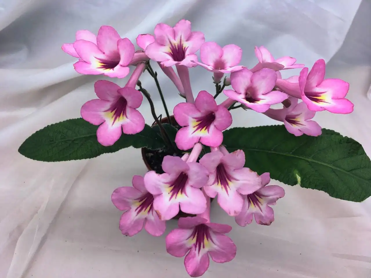 Стрептокарпусы в Оренбурге