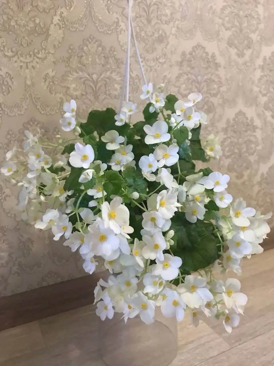 Бегонии Глуар де Лорен укоренённые черенки