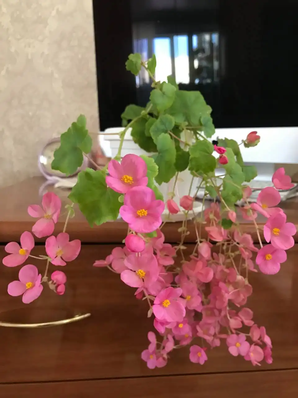 Бегонии Глуар де Лорен укоренённые черенки