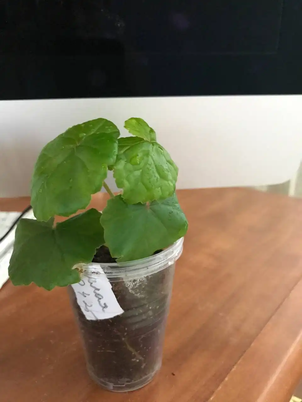 Бегонии Глуар де Лорен укоренённые черенки