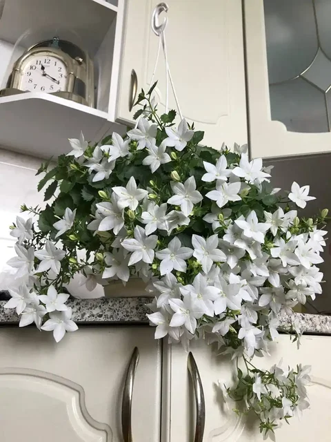 Кампанулы укоренённые черенки - Хобби и отдых в Оренбург