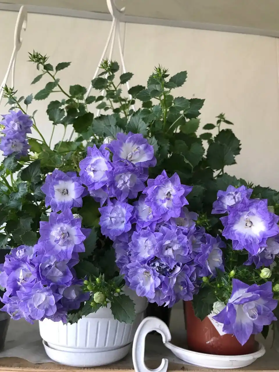 Кампанулы укоренённые черенки