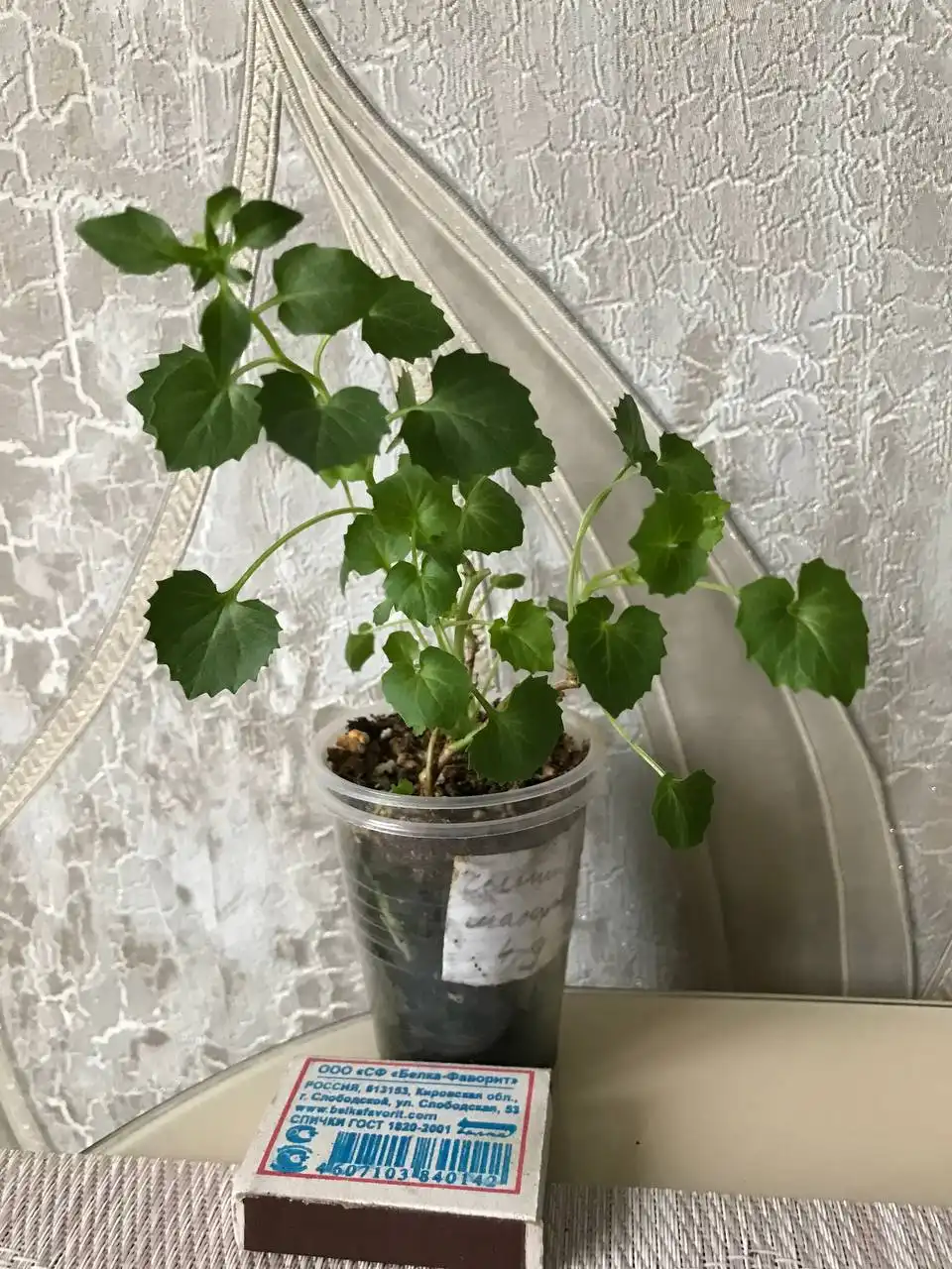 Кампанулы укоренённые черенки