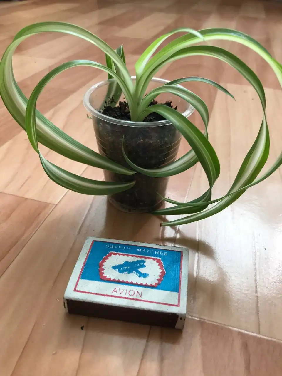 Хлорофитум кудрявый укоренённые отростки