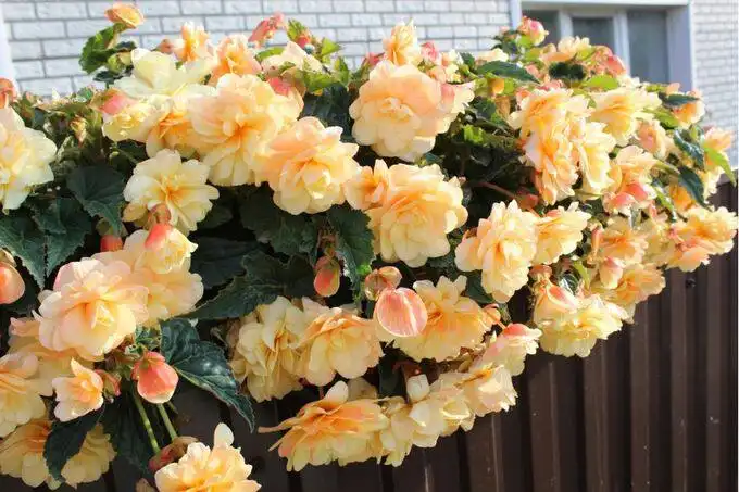 Бегония Шардоне укоренённый черенок