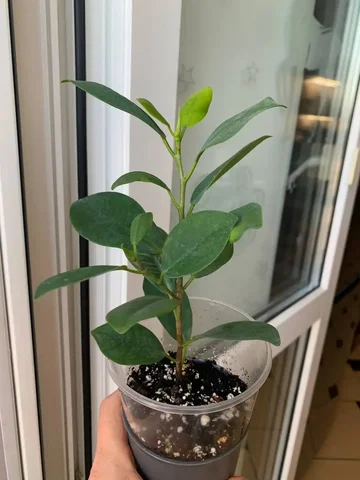 Фикус Мокламе - Инструменты в Оренбург