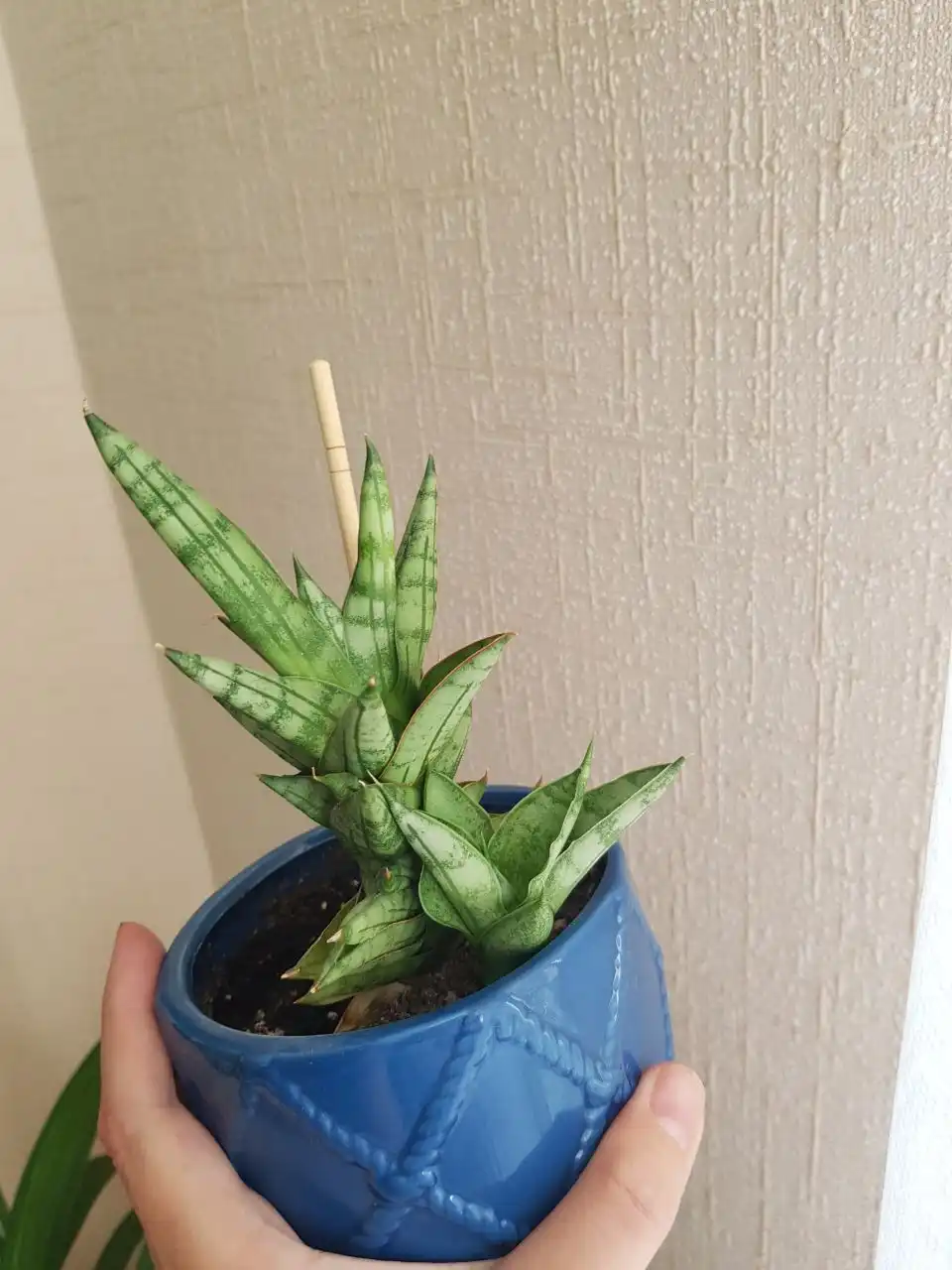 Сансевиерия с деткой в кашпо