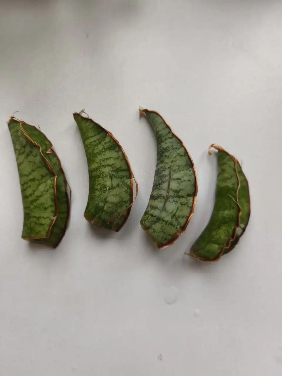 Сансевиерия Кирке Сильвер Блю для укоренения