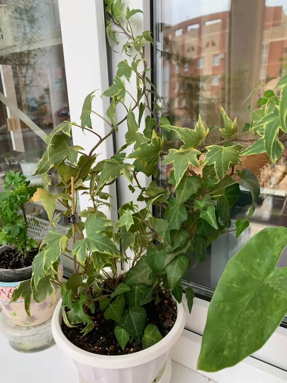 Хедера (плющ) в кашпо