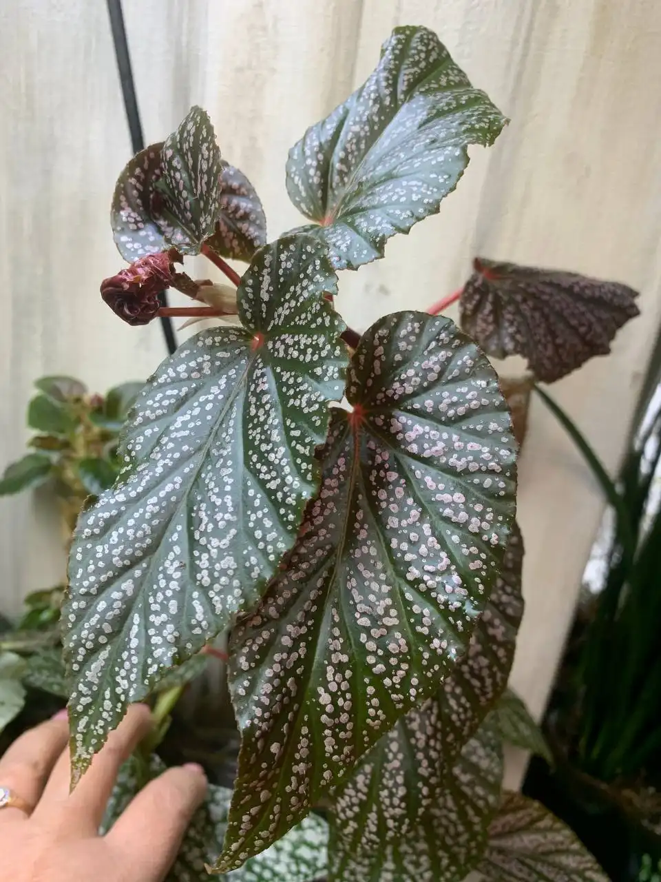 Бегония Макулата Радди для пересадки