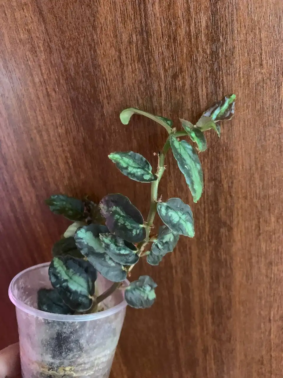 Пеллиония Даво, ампельное неприхотливое растение