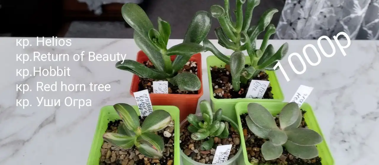 Комнатные растения Оренбург