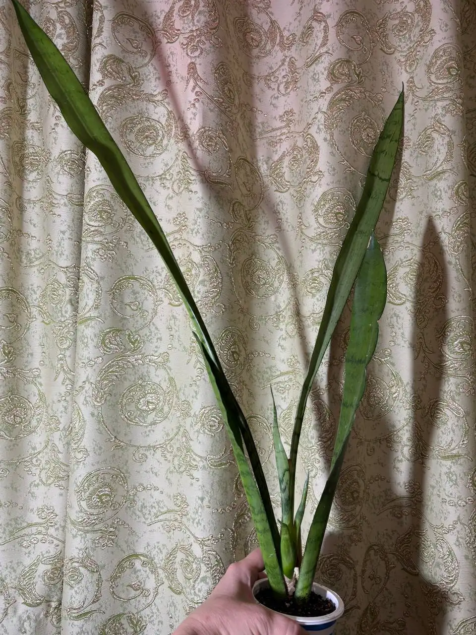 Сансевиерия Сильвер Принцесс в Оренбурге